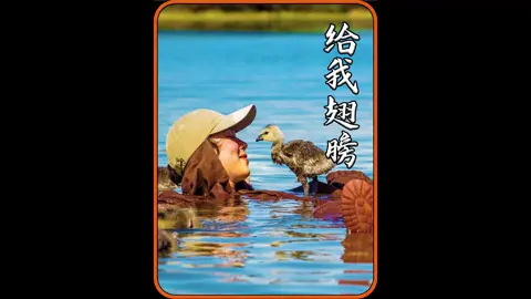 与鸟同行:少年、父亲与雁群的迁徙之旅