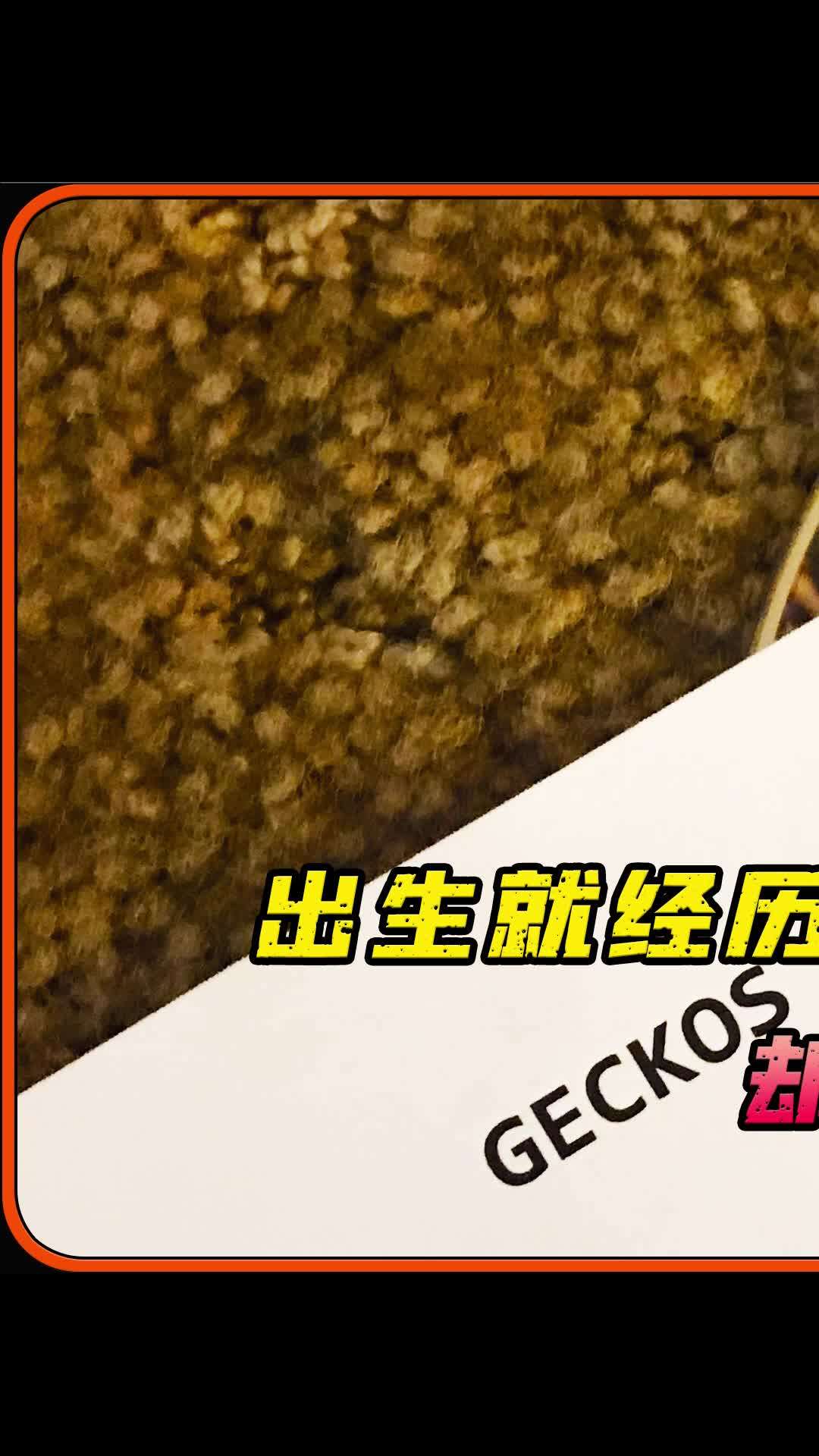 一个男孩的奇迹之旅,他出生就与众不同,却用爱与勇气融化了世界